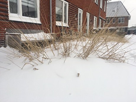 A garden covered in snow