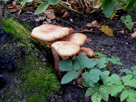 Mushrooms in a garden