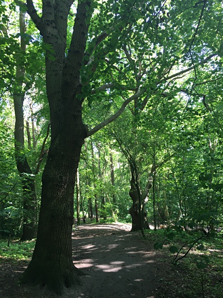 A track in the forest