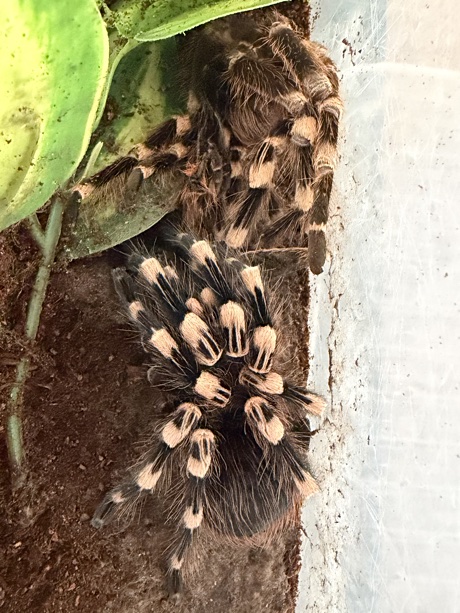 Acanthoscurria geniculata and her exoskeleton