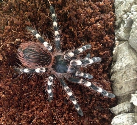 Close up of the female Acanthoscurria geniculata