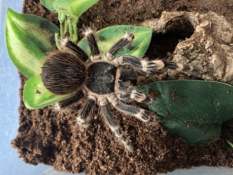Acanthoscurria geniculata eating a Morio larva
