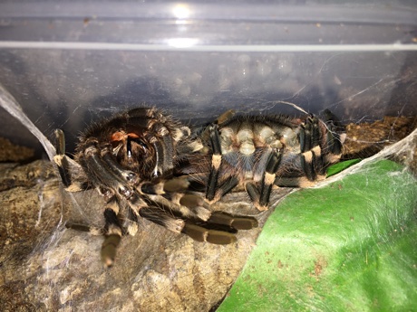 Acanthoscurria geniculata, right, and its exuviae, left