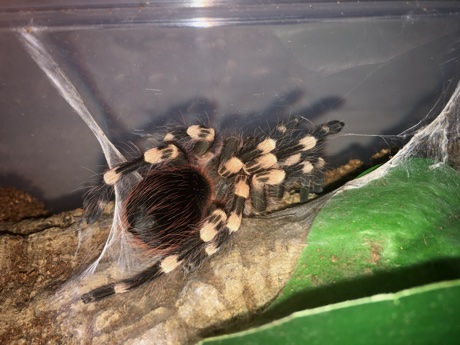 Acanthoscurria geniculata freshly molted