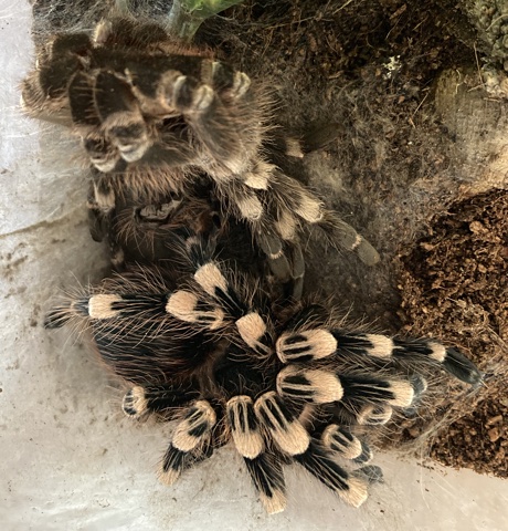 Acanthoscurria geniculata freshly molted