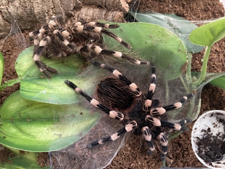 Acanthoscurria geniculata freshly molted