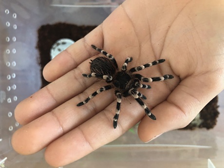 Female Acanthoscurria geniculata on Adam's hand