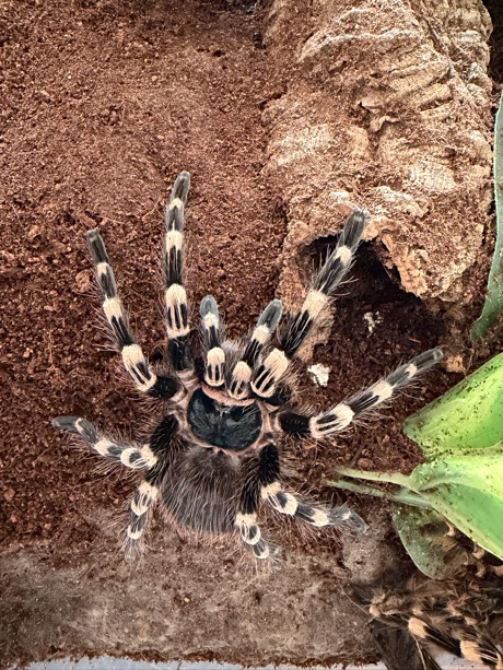 Acanthoscurria geniculata post molt stretch