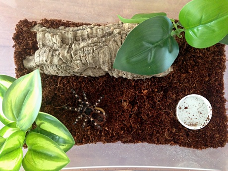 Acanthoscurria geniculata in its terrarium