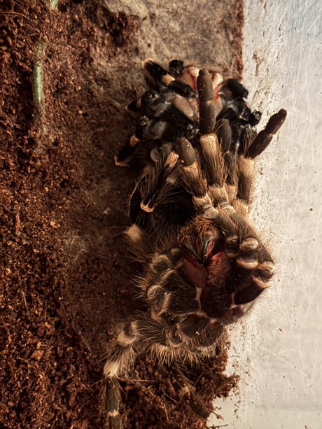Acanthoscurria geniculata upside down