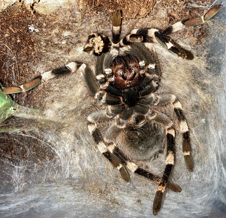 Acanthoscurria geniculata upside down