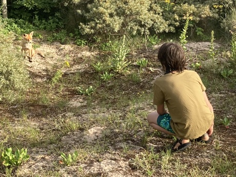 Adam and the red fox, Vulpes vulpes