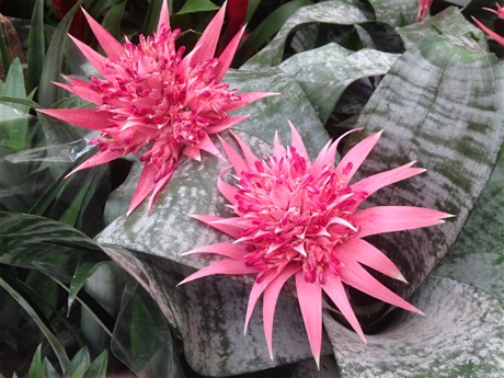 Aechmea fasciata flowering