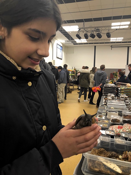 Alice holding a giant African snail, Archachatina marginata var. ovum