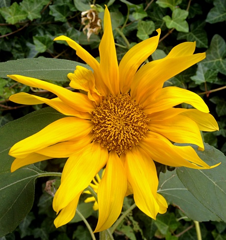 Another sunflower flowering in our garden