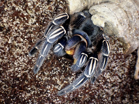 Aphonopelma seemanni eating a mealworm