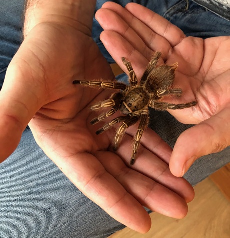 Aphonopelma seemanni on my hand