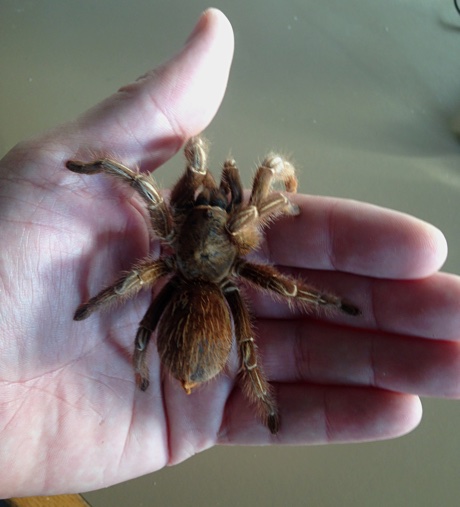 Aphonopelma seemanni on my hand