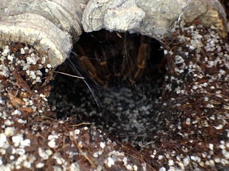 Aphonopelma seemanni molting