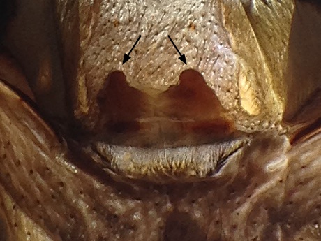 The spermathecae of an Aphonopelma seemanni