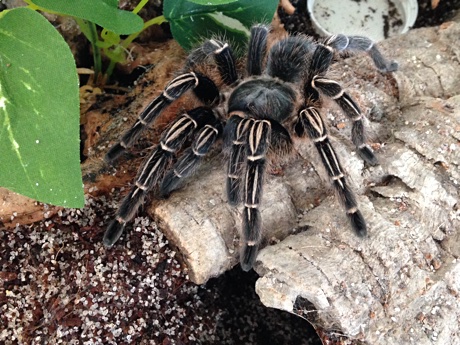 Female Aphonopelma seemanni on top of her burrow