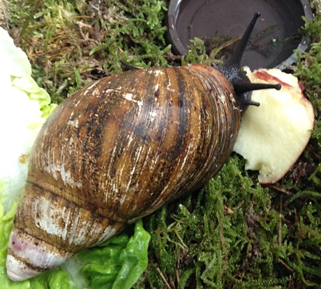 Archachatina marginata var. suturalis eating a piece of apple