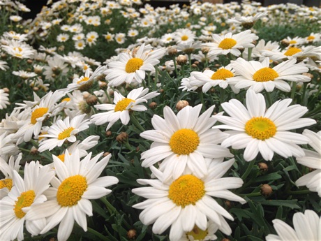 Argyranthemum frutescens flowering