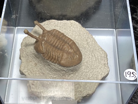 Asaphus kowalewskii trilobite