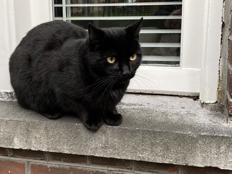 A black cat near the church of St. John