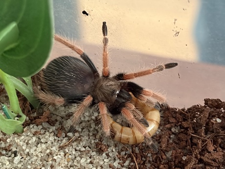 Brachypelma boehmei with prey