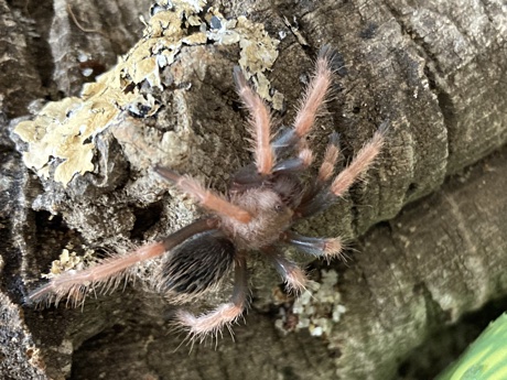 Brachypelma boehmei female