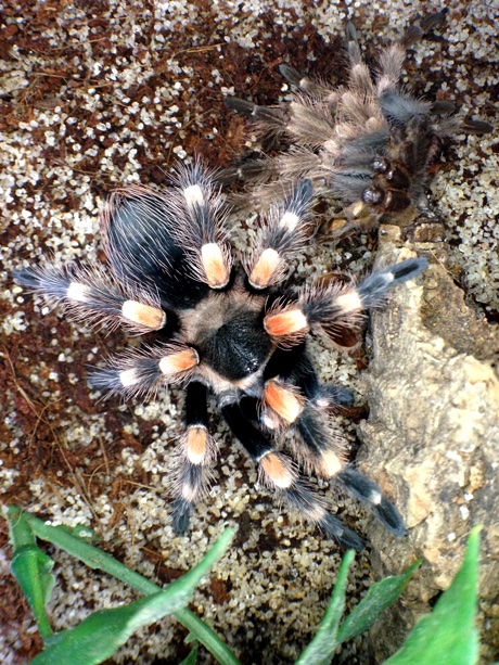 Brachypelma smithi after molting