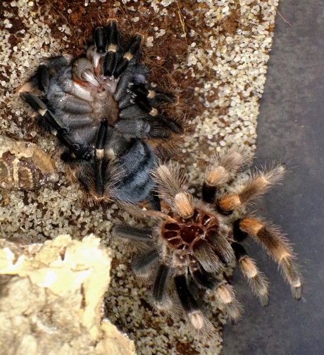 Brachypelma smithi after molting