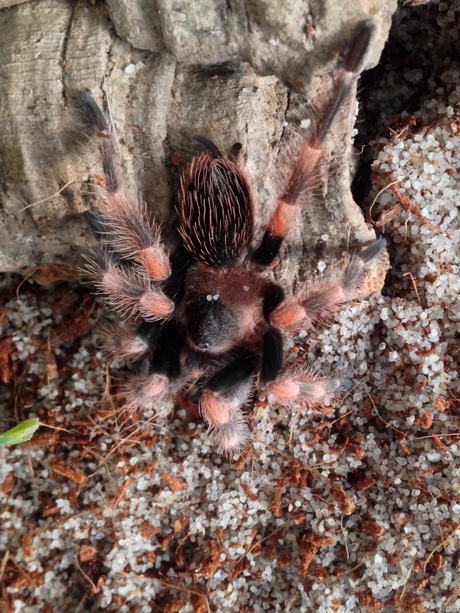 Brachypelma smithi eating a mealworm