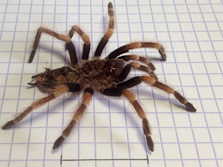 The molt of a juvenile female Brachypelma smithi