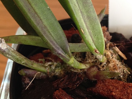 Brassavola nodosa with three new growths