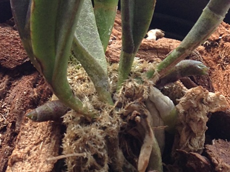 Brassavola nodosa with new growths