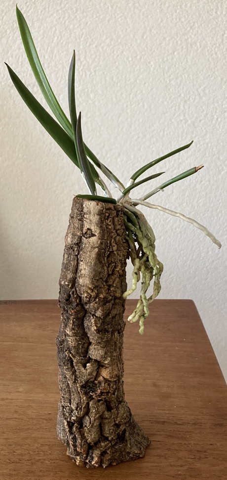 Brassavola nodosa resting on a cork tube