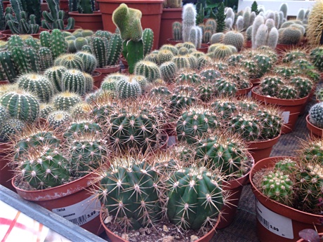 Cacti for sale