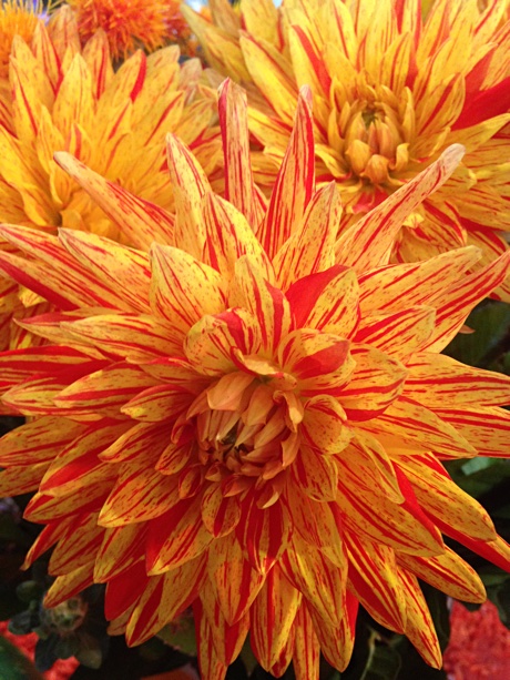 Cactus Dahlia close-up