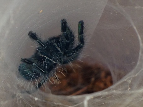 Caribena versicolor after molting