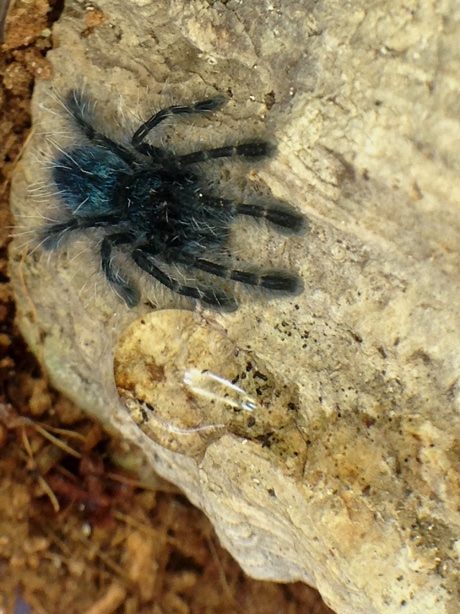 Caribena versicolor next to a water droplet