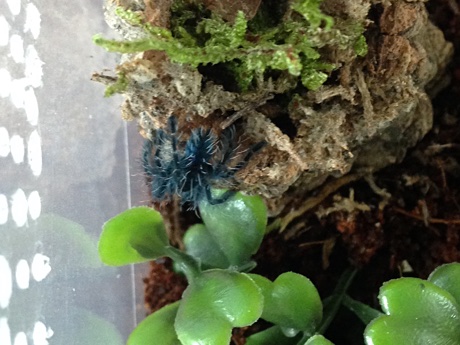 Caribena versicolor sling in its terrarium