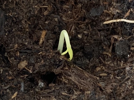 Carolina reaper chocolate seedling