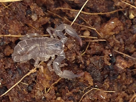 Close-up of 2nd instar Chaerilus sp. "Java".