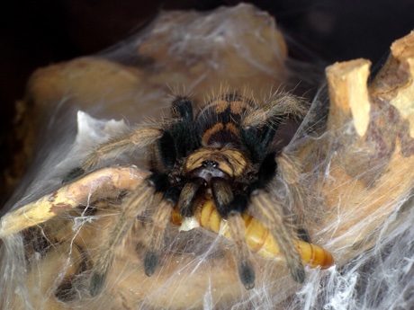Chromatopelma cyaneopubescens eating a mealworm