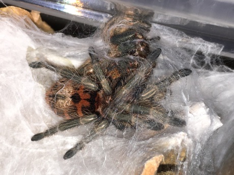 Chromatopelma cyaneopubescens resting next to its shed exoskeleton