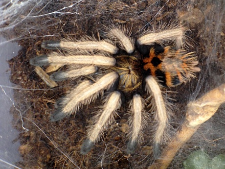 Chromatopelma cyaneopubescens freshly molted