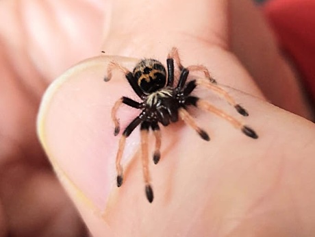 Chromatopelma cyaneopubescens on thumb