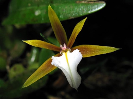 Close up of a Dinema polybulbon flower